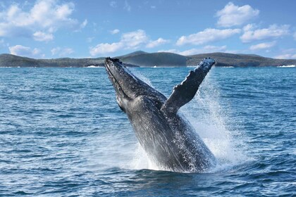 Port Stephens : Observation des baleines de 2,5 heures et croisière sur l’î...