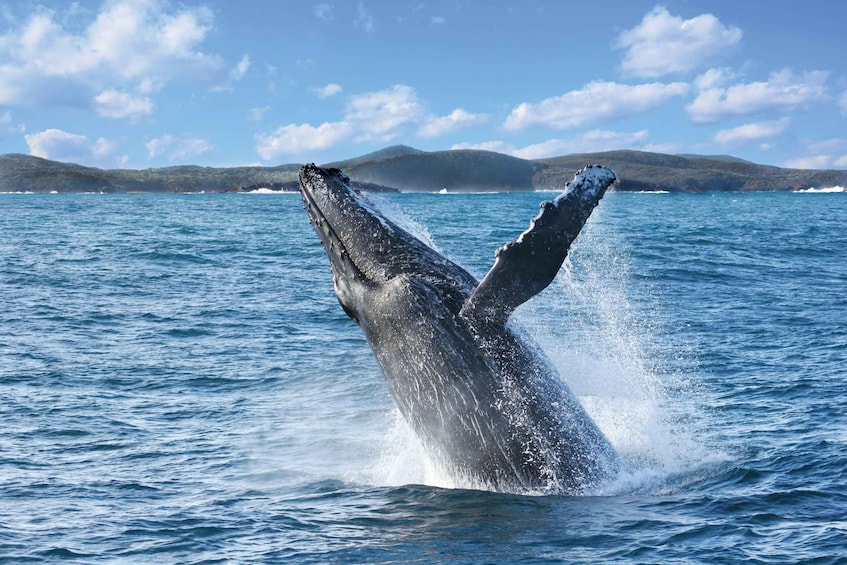 Port Stephens: 2.5-Hour Whale Watching & Outer Island Cruise