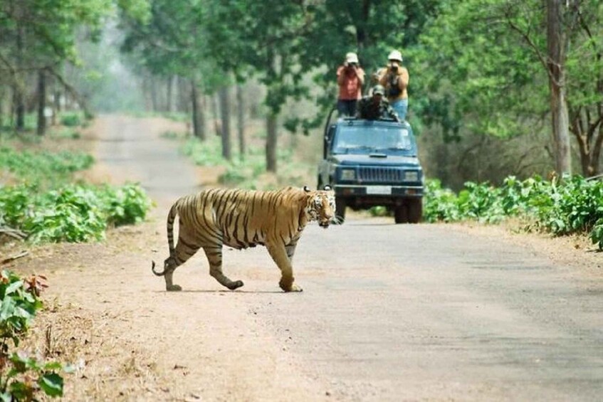 Picture 5 for Activity 3-Day Chitwan Jungle Safari Adventure From Kathmandu/Pokhara