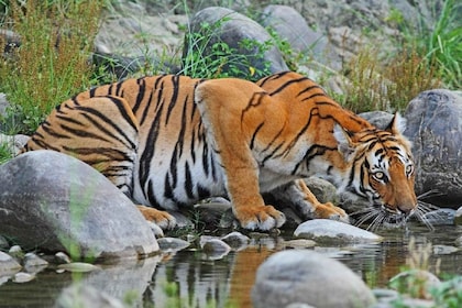 3 jours de safari dans la jungle de Chitwan au départ de Katmandou/Pokhara