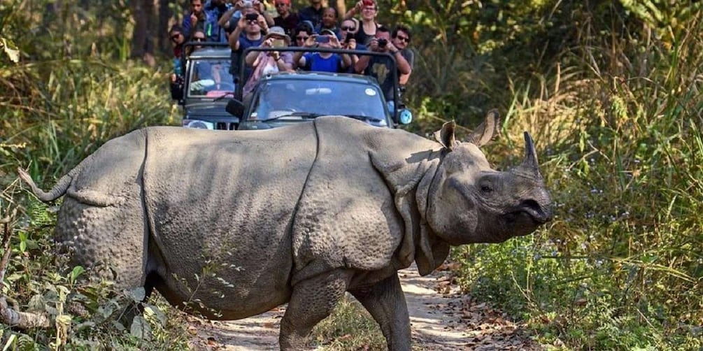 Picture 3 for Activity 3-Day Chitwan Jungle Safari Adventure From Kathmandu/Pokhara