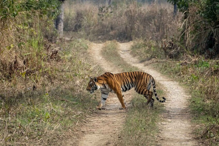 Picture 9 for Activity 3-Day Chitwan Jungle Safari Adventure From Kathmandu/Pokhara