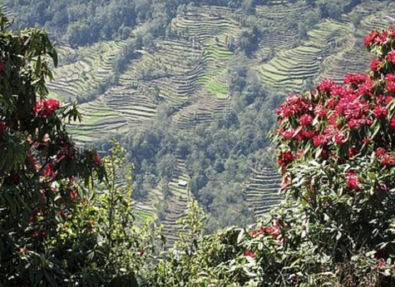 Picture 13 for Activity From Pokhara: Guided Day Hike with Annapurna Panoramic View