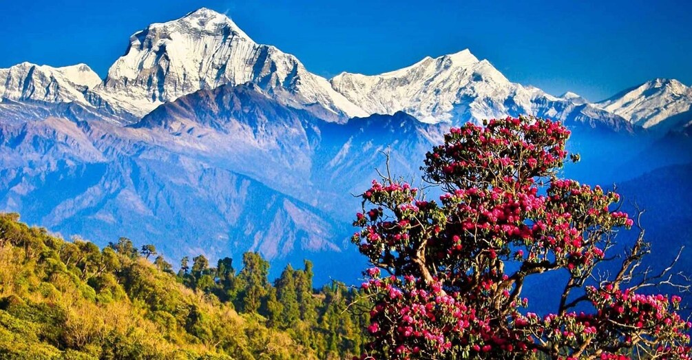 Picture 2 for Activity Pokhara: 4-Day Ghorepani, Poonhill, & Ghandruk Mountain Trek