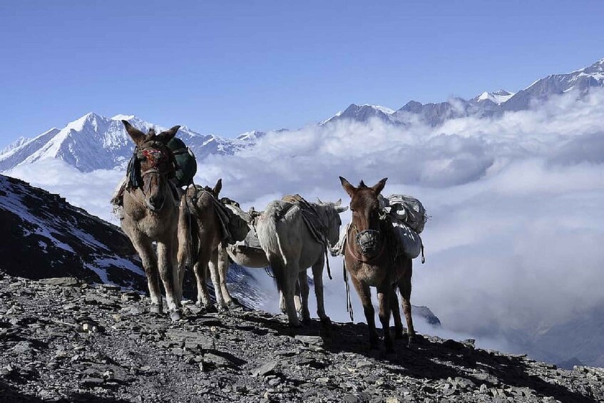 Picture 11 for Activity From Kathmandu/Pokhara: 9-Day Annapurna Circuit Trek