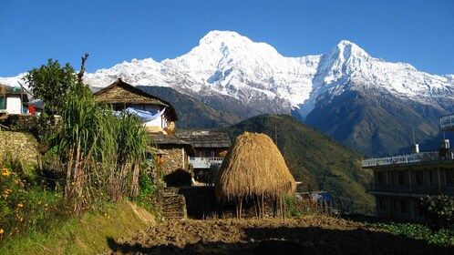 Pokhara: 3-daagse trektocht met gids door Ghandruk Village - ronde op de be...