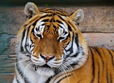从德里出发：Ranthambore 野生动物私人 3 日游野生动物观光