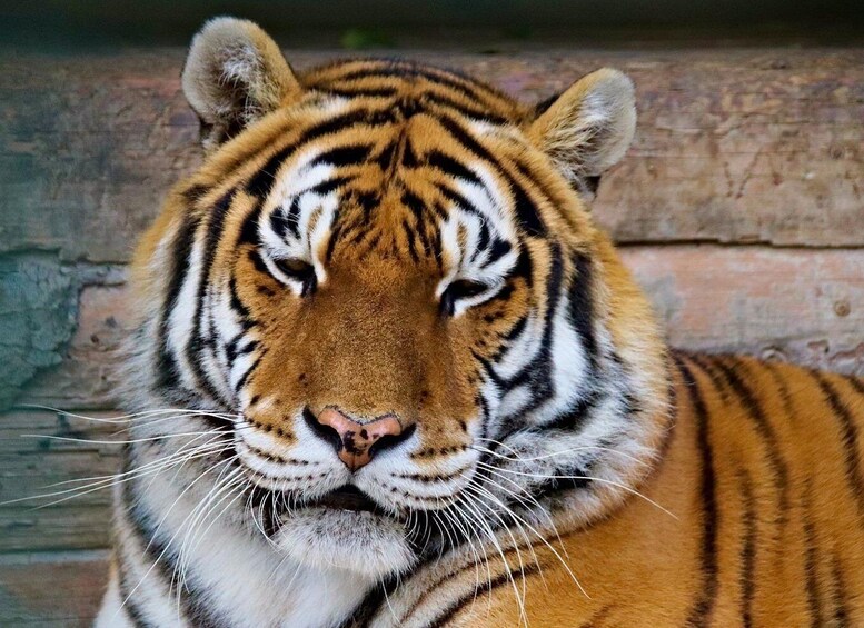 From Delhi: Private 3-Day Ranthambore Wildlife Safari Tour