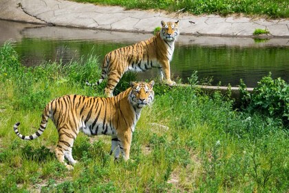 デリー発：ランタンボール野生動物サファリ プライベートツアー3日間