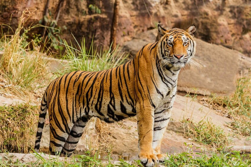 Picture 6 for Activity From Delhi: Private 3-Day Ranthambore Wildlife Safari Tour