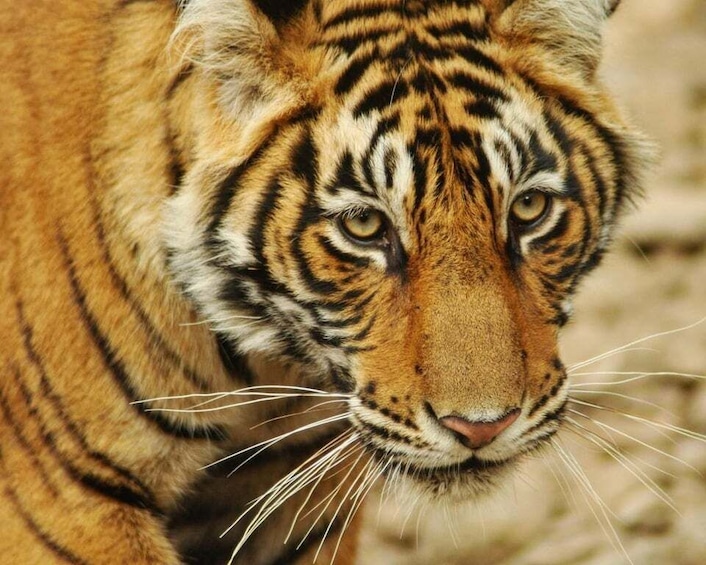 Picture 9 for Activity From Delhi: Private 3-Day Ranthambore Wildlife Safari Tour