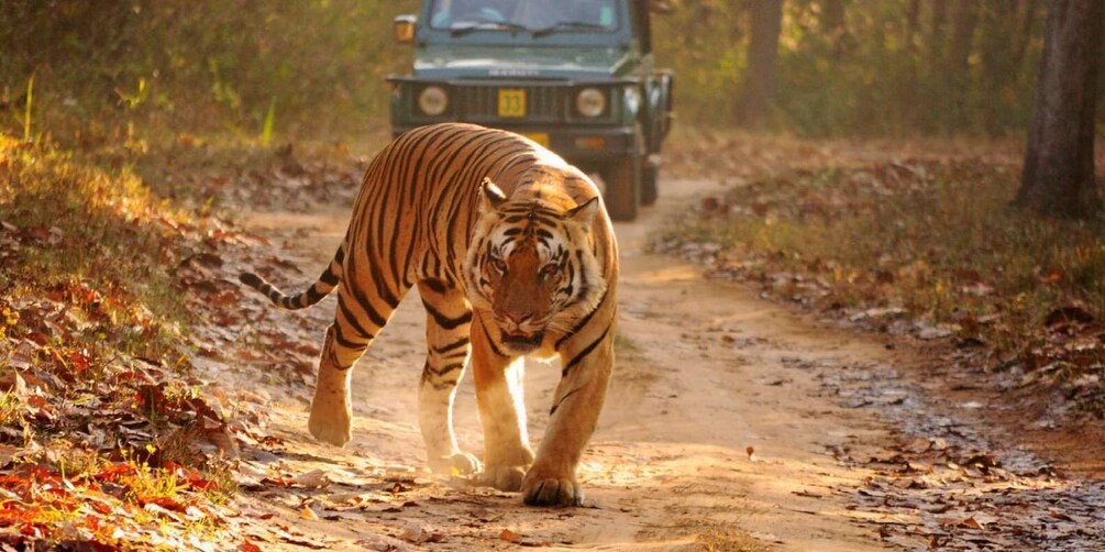 Picture 3 for Activity From Delhi: 3-Days Ranthambore Wildlife Safari Private Tour