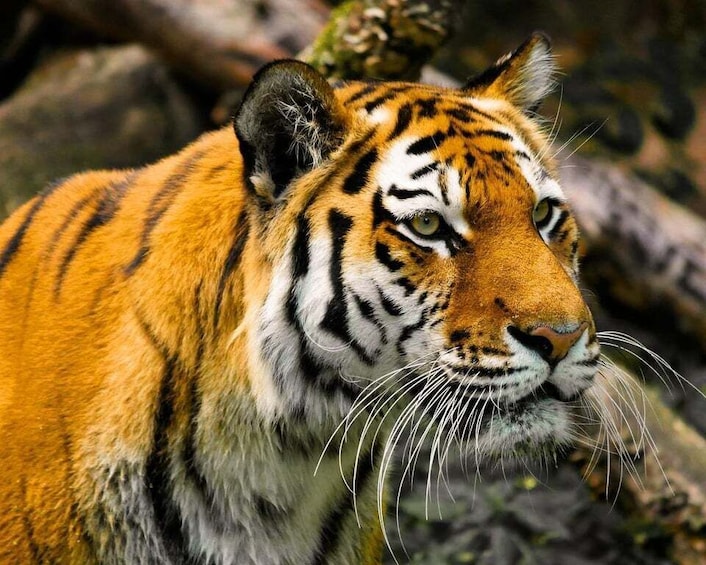 Picture 9 for Activity From Delhi: Private 3-Day Ranthambore Wildlife Safari Tour