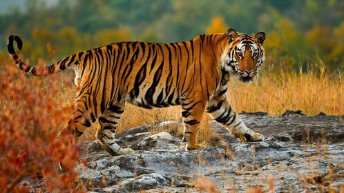 Vanuit Delhi: 3-daagse privé safari in Ranthambore