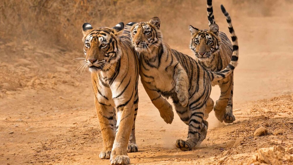 Picture 8 for Activity From Delhi: 3-Days Ranthambore Wildlife Safari Private Tour