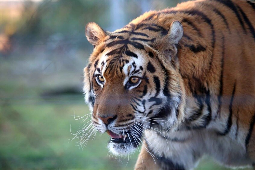 Picture 4 for Activity From Delhi: Private 3-Day Ranthambore Wildlife Safari Tour