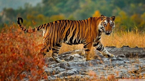 Da Delhi: Tour privato di 3 giorni con safari delle tigri di Ranthambore