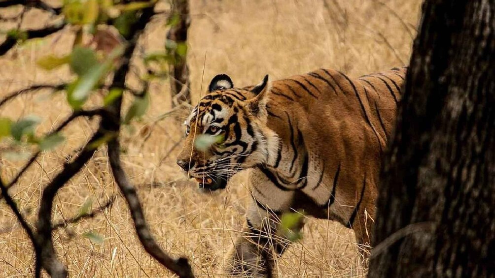 Picture 5 for Activity From Delhi: 3-Days Ranthambore Wildlife Safari Private Tour
