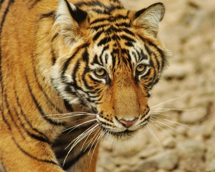 Picture 9 for Activity From Delhi: Private 3-Day Ranthambore Wildlife Safari Tour