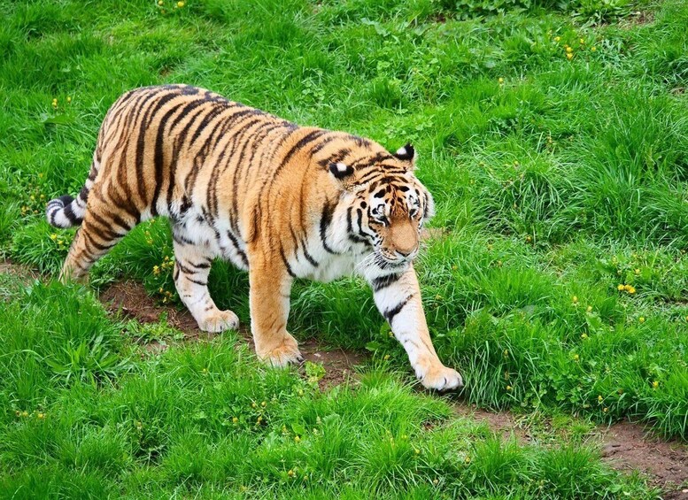 Picture 2 for Activity From Delhi: Private 3-Day Ranthambore Wildlife Safari Tour