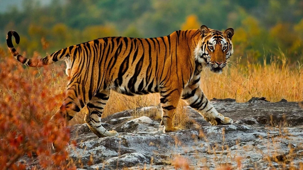 Picture 6 for Activity From Delhi: Golden Triangle Private Tour with Tiger