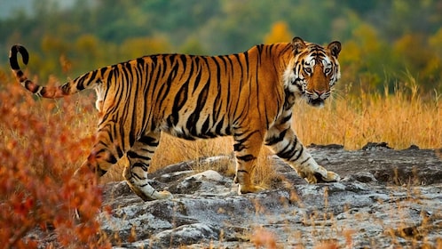 Från Delhi: Privat Golden Triangle-tur med tigersafari