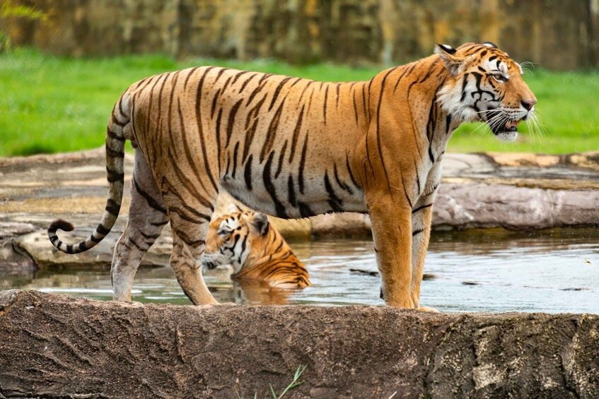 Picture 10 for Activity From Delhi: 5-Day Tiger Safari & Golden Triangle Tour