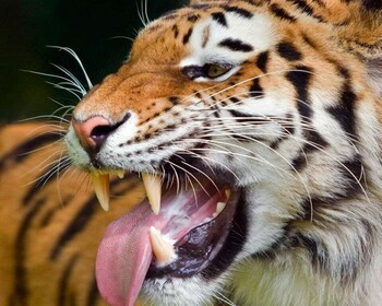 Desde Delhi: safari de tigres de 5 días y recorrido por el Triángulo Dorado