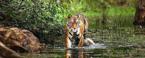 From Delhi: Golden Triangle Private Tour with Tiger