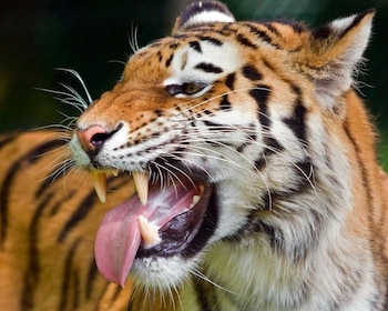 從德里出發：5 天老虎野生動物園和金三角遊覽