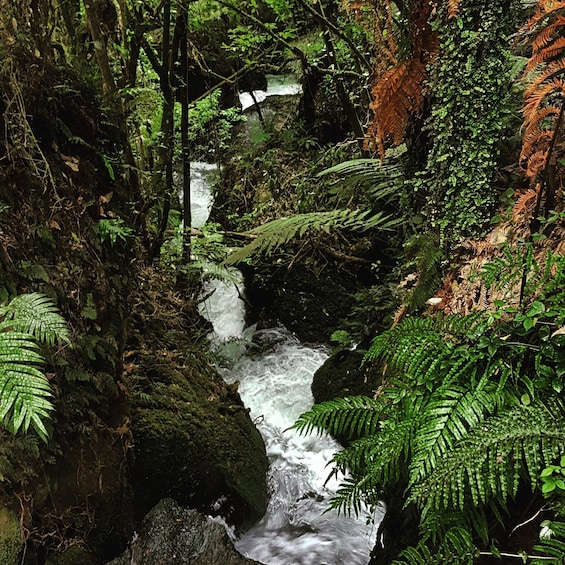 Picture 1 for Activity From Rotorua: Wai-O-Tapu, Waimangu and Te Puia Full-Day Tour