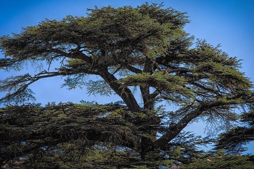 Guided Private Tour to The Cedars of God with Breakfast & Tickets