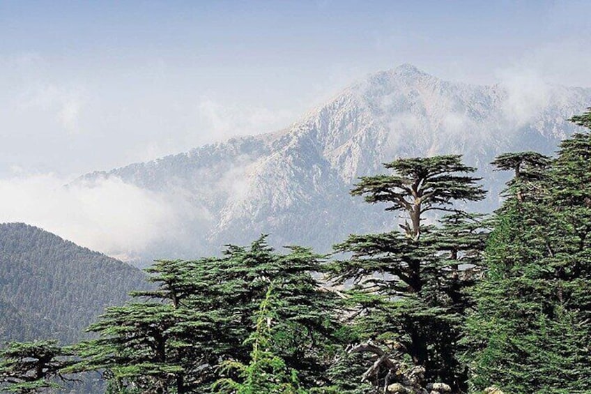 Guided Private Tour to The Cedars of God with Breakfast & Tickets