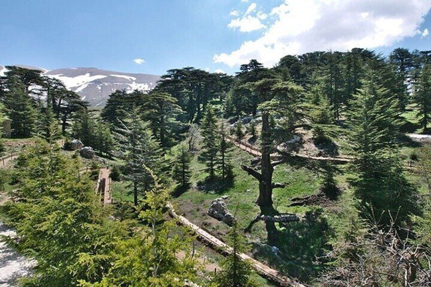 Guided Private Tour to The Cedars of God with Breakfast & Tickets