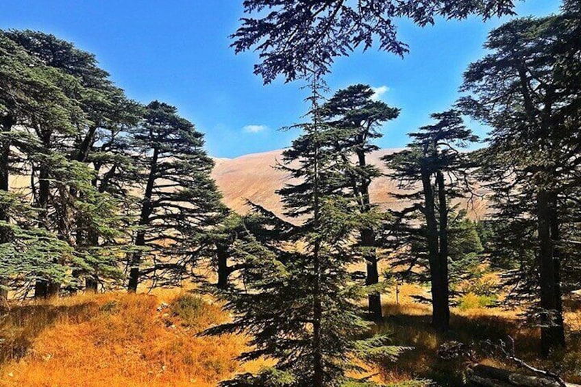 Guided Private Tour to The Cedars of God with Breakfast & Tickets