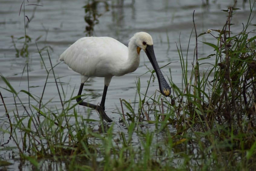 Picture 9 for Activity Udawalawe Wild Safari Tours : 4 Hours