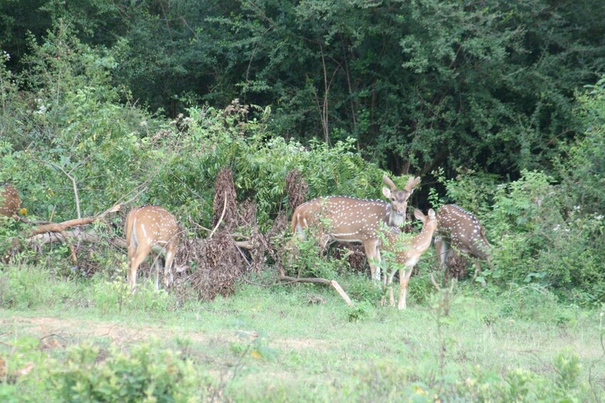 Picture 2 for Activity Udawalawe: Udawalawe Wild Safari Tours