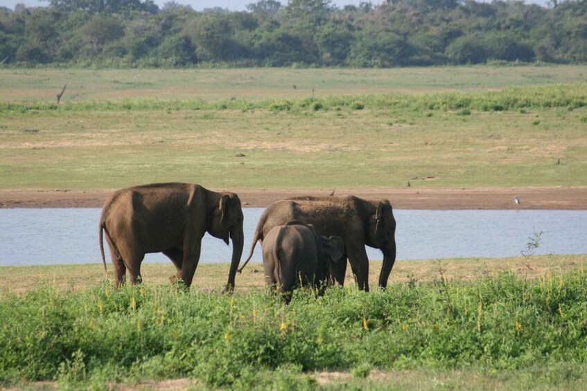 Picture 1 for Activity Udawalawe: Udawalawe Wild Safari Tours