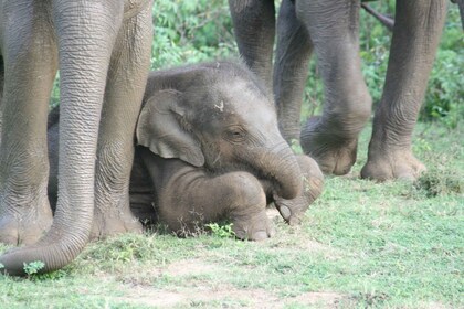 Tour Udawalawe Wild Safari: 4 ore