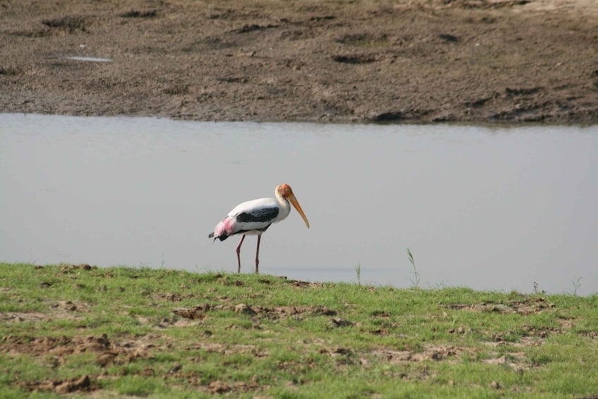 Picture 6 for Activity Udawalawe Wild Safari Tours : 4 Hours