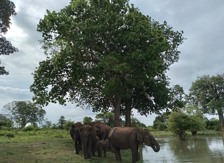 Picture 7 for Activity Udawalawe Wild Safari Tours : 4 Hours