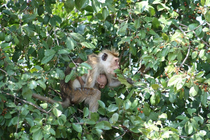 Picture 4 for Activity Udawalawe Wild Safari Tours : 4 Hours