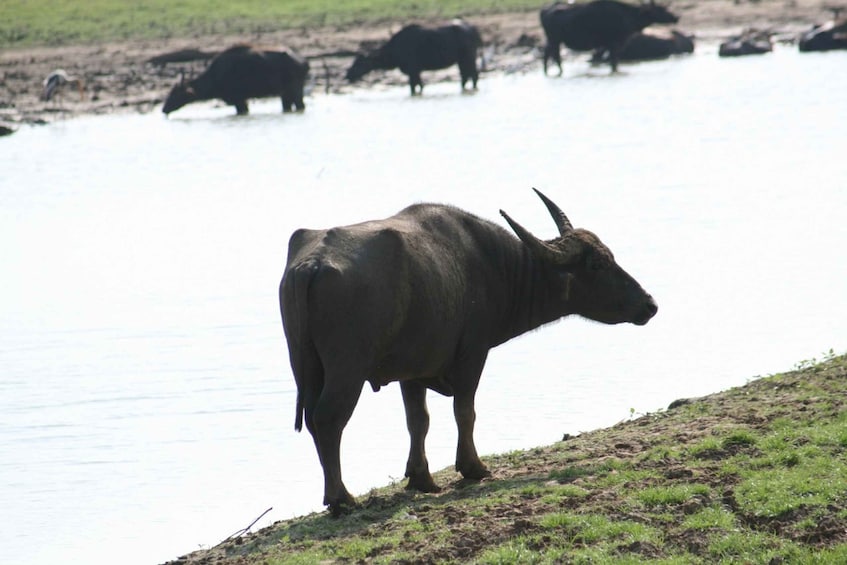 Picture 5 for Activity Udawalawe Wild Safari Tours : 4 Hours