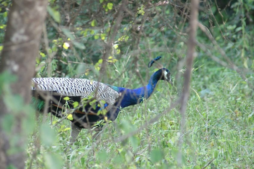 Picture 3 for Activity Udawalawe Wild Safari Tours : 4 Hours