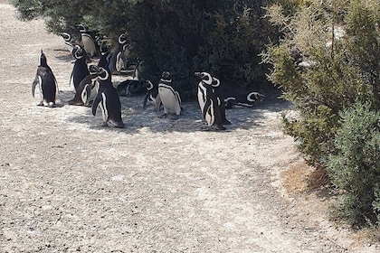 Penguin Colony & Ranch day Tour in El Pedral