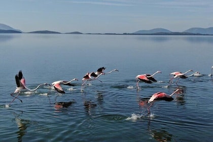 Birdwatching in Narta Lagoon from Vlora (3-6 Pax)