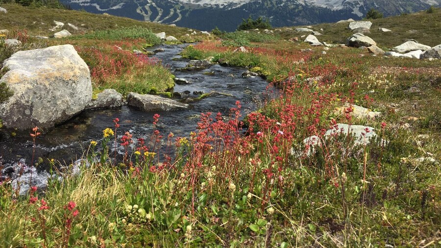 Whistler Alpine Sightsee Explorer- Private Guided