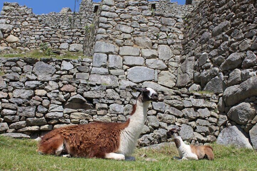 Llamas en el Santuario de Machupicchu