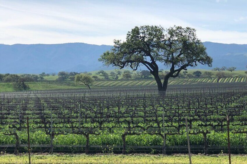 Unique Santa Barbara Wine Country Private Wine Tours and Tastings