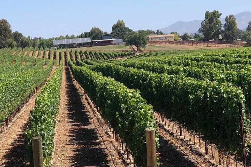 Unique Santa Barbara Wine Country Private Wine Tours and Tastings